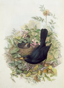 Amsel, 1873